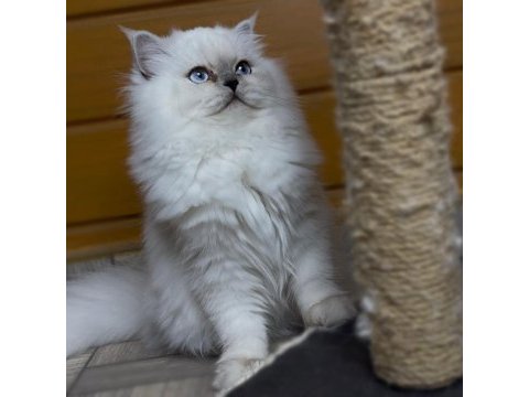 Güzel british longhair prenses kızımız