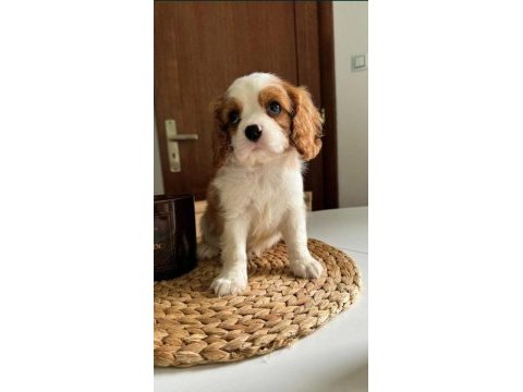 En özel cavalier king charles yavrular