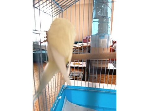 Yeni yeme düşen cremio show erkek muhabbet kuşu