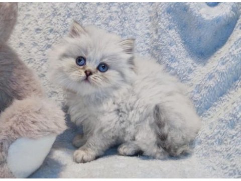 Harika bir minik british longhair