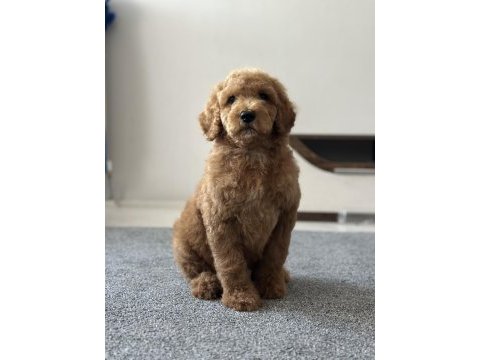 Dev poodle yavruları (standart poodle)