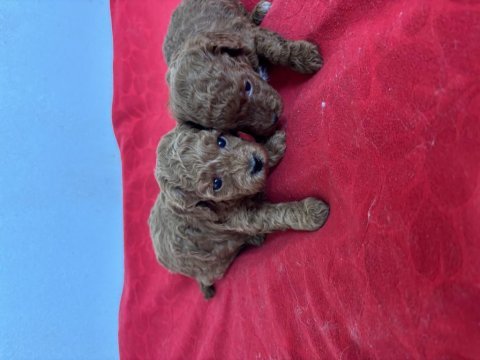 Teacup toy poodle bebeklerim