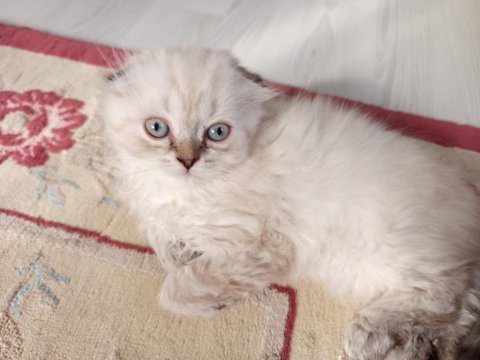 50 günlük scottish fold yavrular