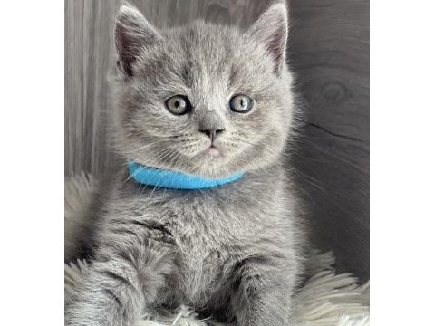 Blue brıtısh shorthair yavrular 