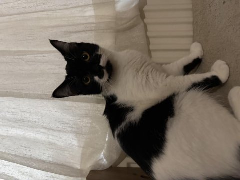 4 aylık evcil insana alışık yavru kedimiz