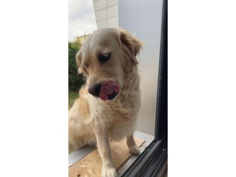 Golden retriever paris kızımız
