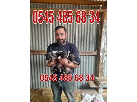 Kangal yavruları ve damızlık mevcut