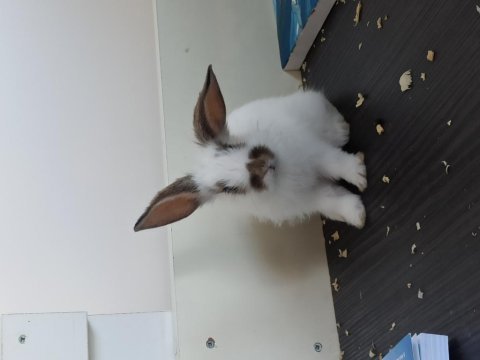 2 aylık kırma lop tavşanı
