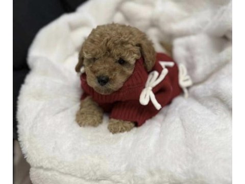 Toy poodle ırkı köpeğimiz