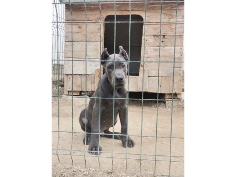 Irkının en iyisi cane corso yavrular kapıda ödeme mevcut