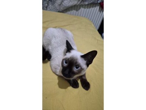 Siyam kedisi 9 aylık dişi