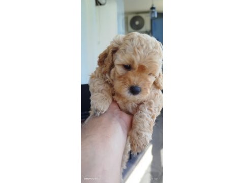 Sarı ve siyah bebek köpekler