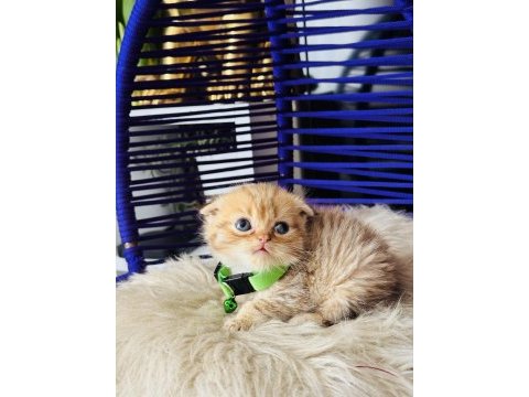 Scottish fold golden tabby