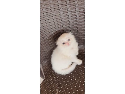 Ev ortamında büyüyen scottish fold