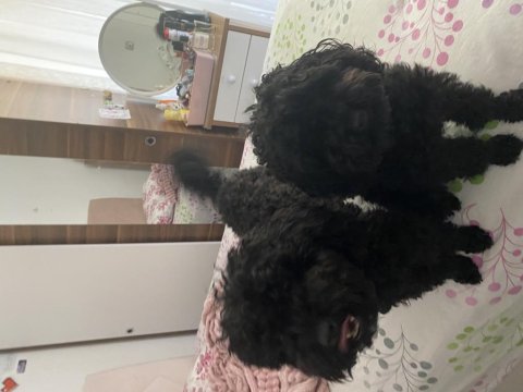 2 poodle cinsi köpek egitimli