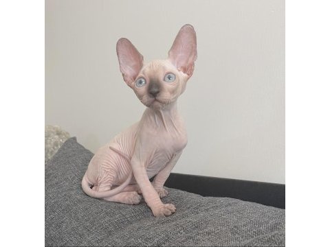 Sphynx yavru kedimiz