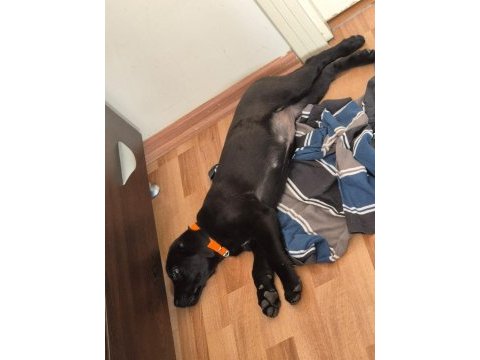 Labrador melez yavru