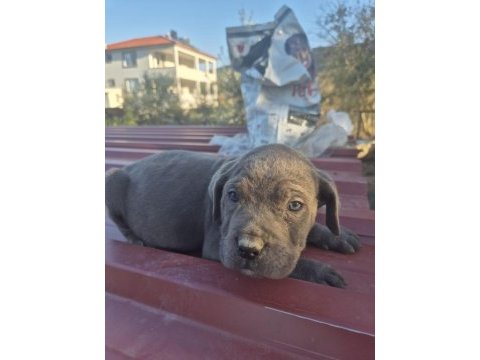 Cane corso yavrularımız