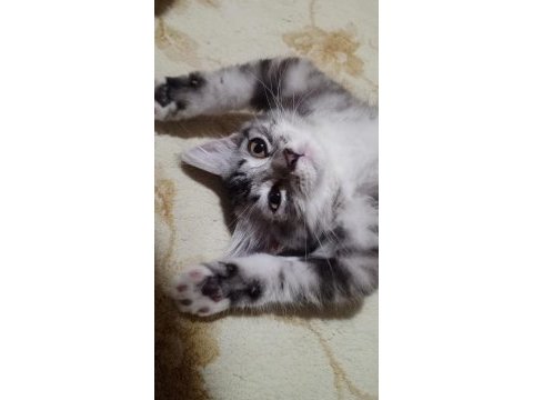 3 aylık british shorthair yavrumuza yuva arıyoruz