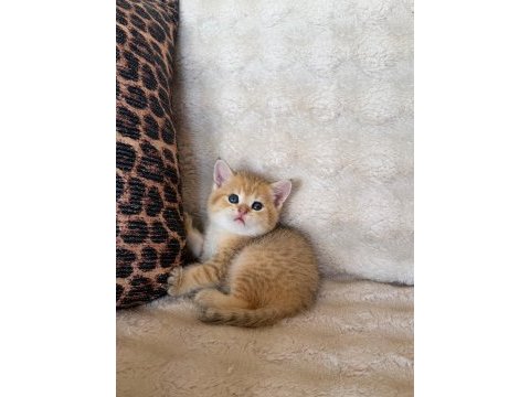 Safkan brıtısh shorthair golden bebekler