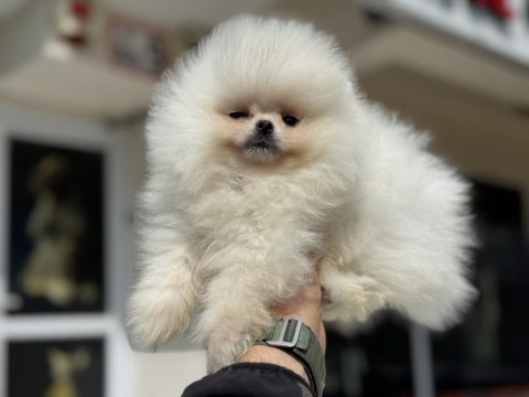 Petmode köpek çiftliğinden teddy pomeranian