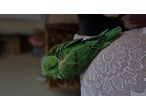 Full evcil elden beslemesi pakistan papağanı