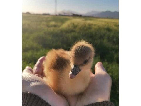 Sevimli ev ördeğimiz civcik