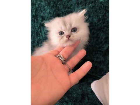 British longhair erkek yeni evini arıyor
