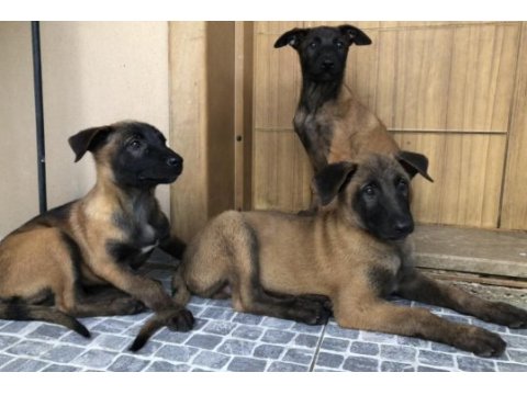 Safkan ırk garantili belçika kurdu