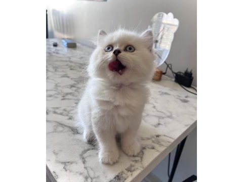 British longhair erkek yavru