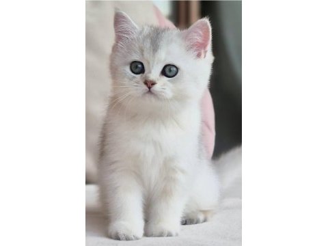 Siyah ve beyazın uyumu ns24 british shorthair