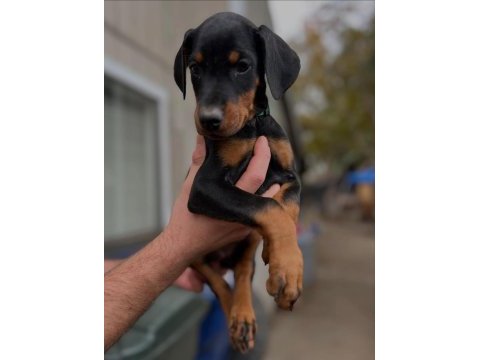 Dişi erkek doberman kapıda ödemeli güvenli sistem