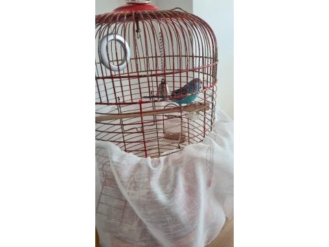 İlk gelen alır muhabbet kuşu