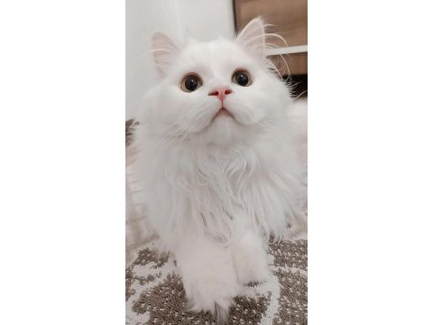 7 aylık british longhair