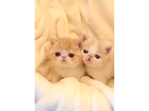 Show face exotic shorthair garfield erkek yavrum