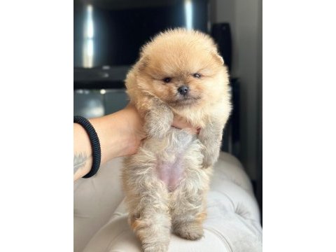 Dişi ve erkek pomeranian boo kardeşler