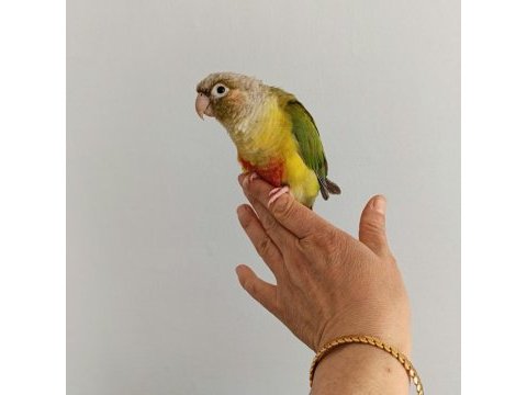 El omuza alışkın konur papağanı