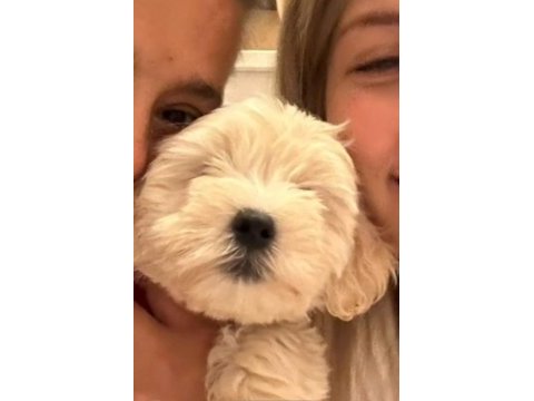 Maltipoo kızım yuvasını arıyor uygun