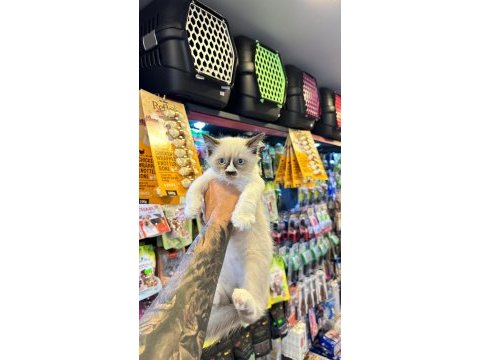 Safkan ırk ve sağlık garantili - ragdoll yavrular