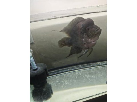 Flowerhorn balığımız
