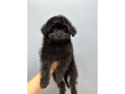 Terrier melezi değil orjinal maltipoo yavrum