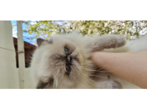 2 yaşında exotic shorthair