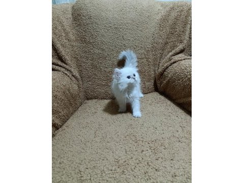 British longhair silver point kızımız