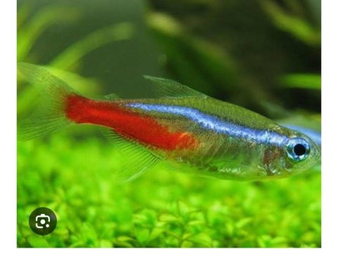 Dört adet sağlıklı neon tetra