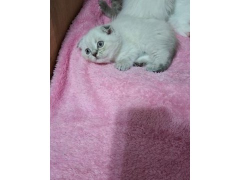 Scottish fold yavru kedimiz için ulaşınız