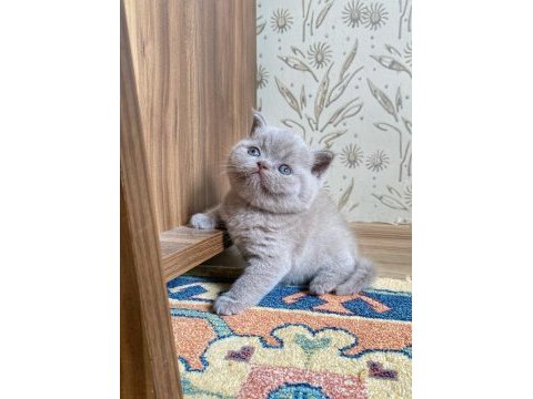 A kalite british shorthair fawn color