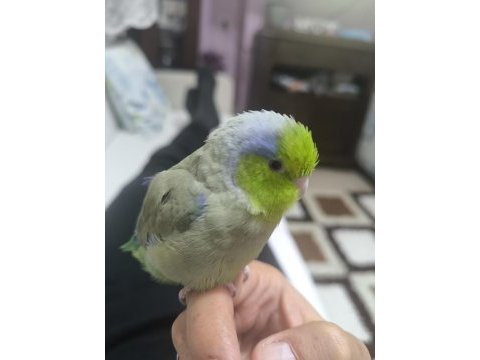Erkek forpus evcil ele alışık