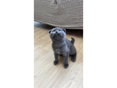 Scottish fold kedimiz oyuncu