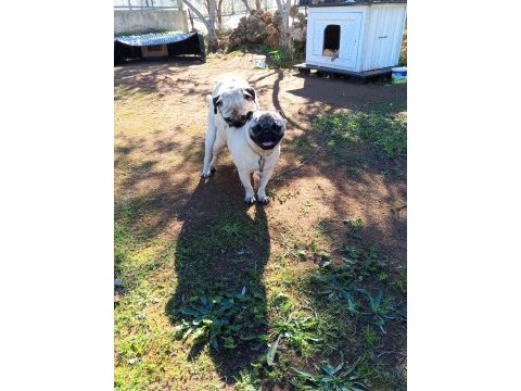 Satılık pug köpeği