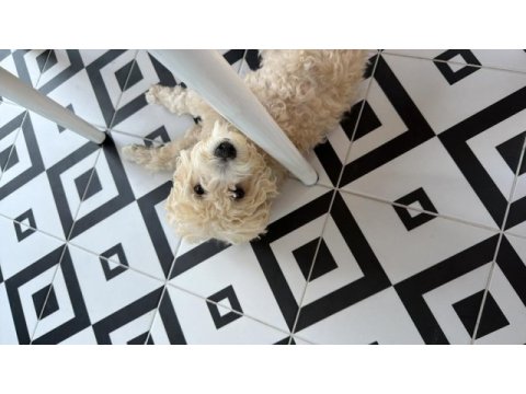 Köpeğimiz yeni yuvasını arıyor